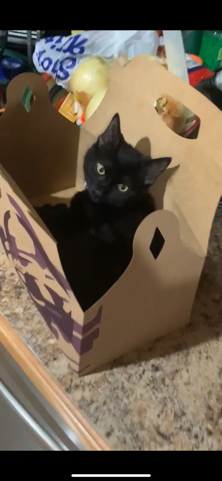 Lost cat in Clinton Township, MI, 48038