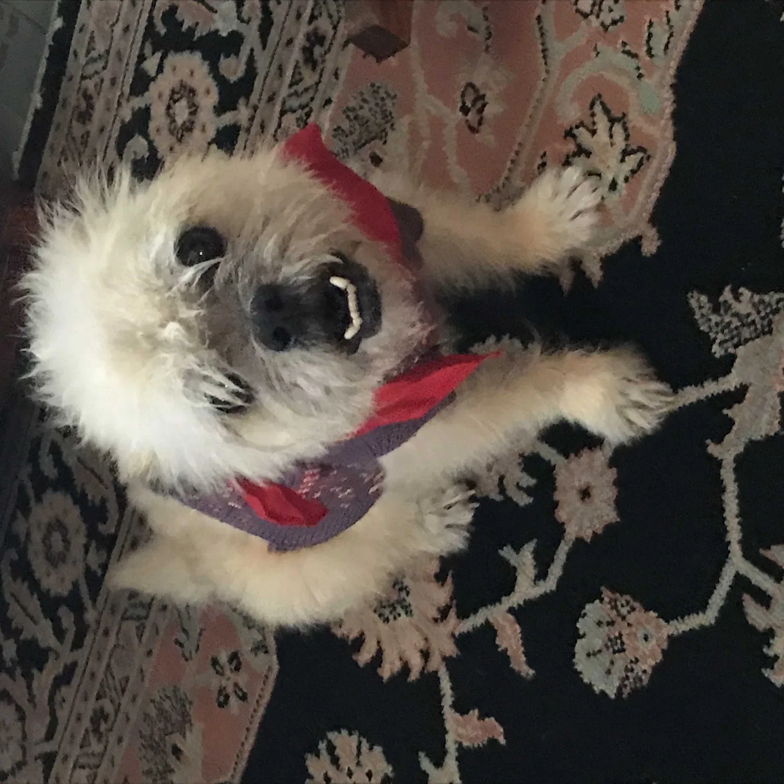Found dog in Franklin, LA, 70538