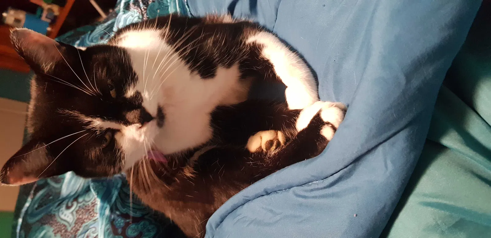 Lost cat in Clinton, TN, 37716