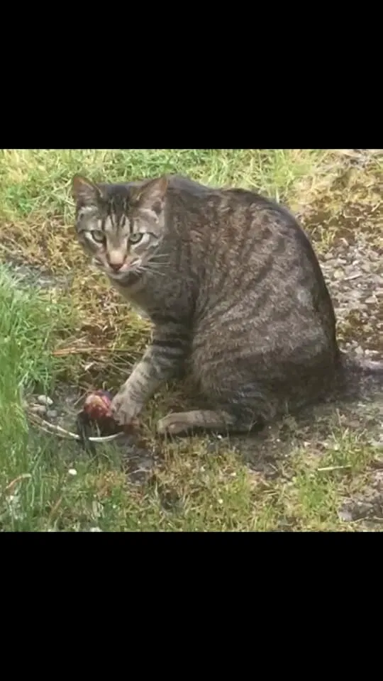Lost cat in Eugene, OR, 97402