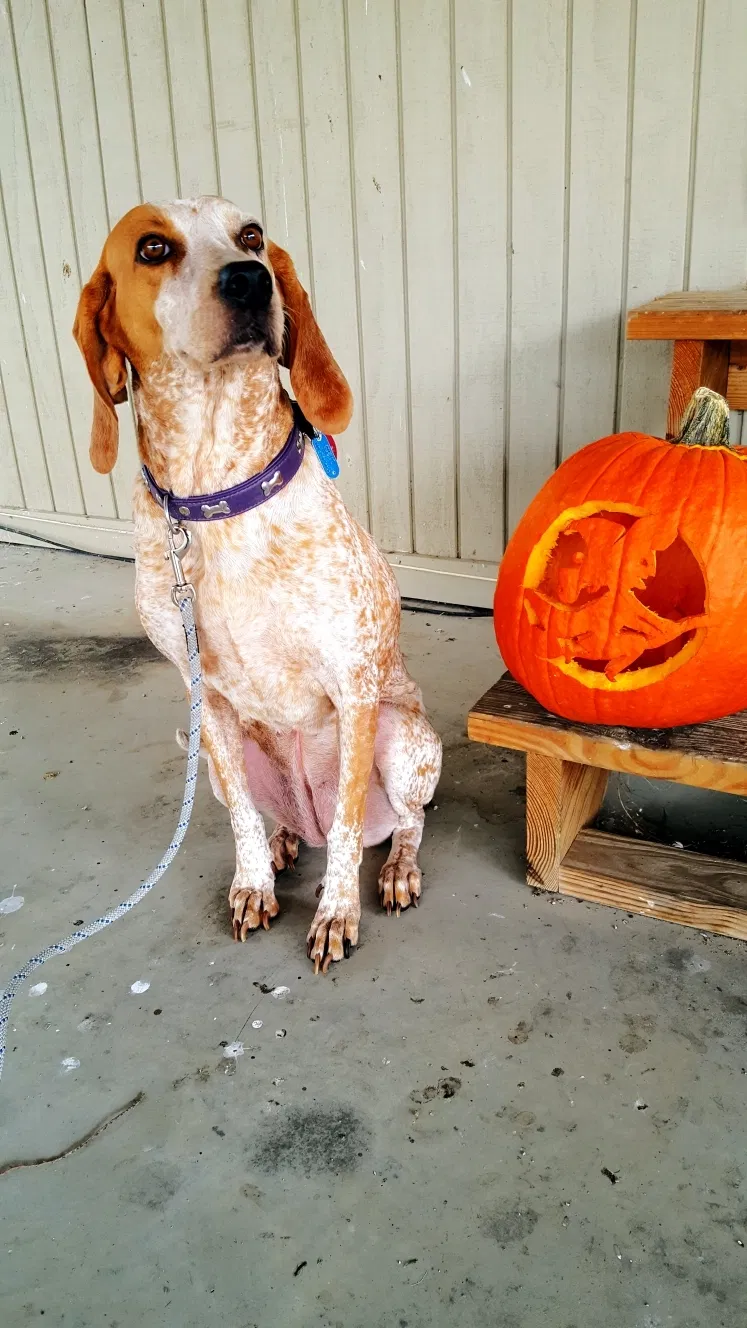 Lost dog in Glenford, OH, 43739