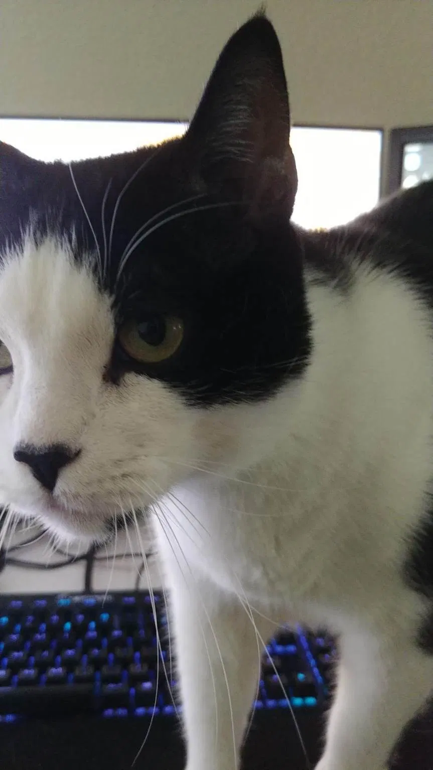 Lost cat in Fairfield, CA, 94533