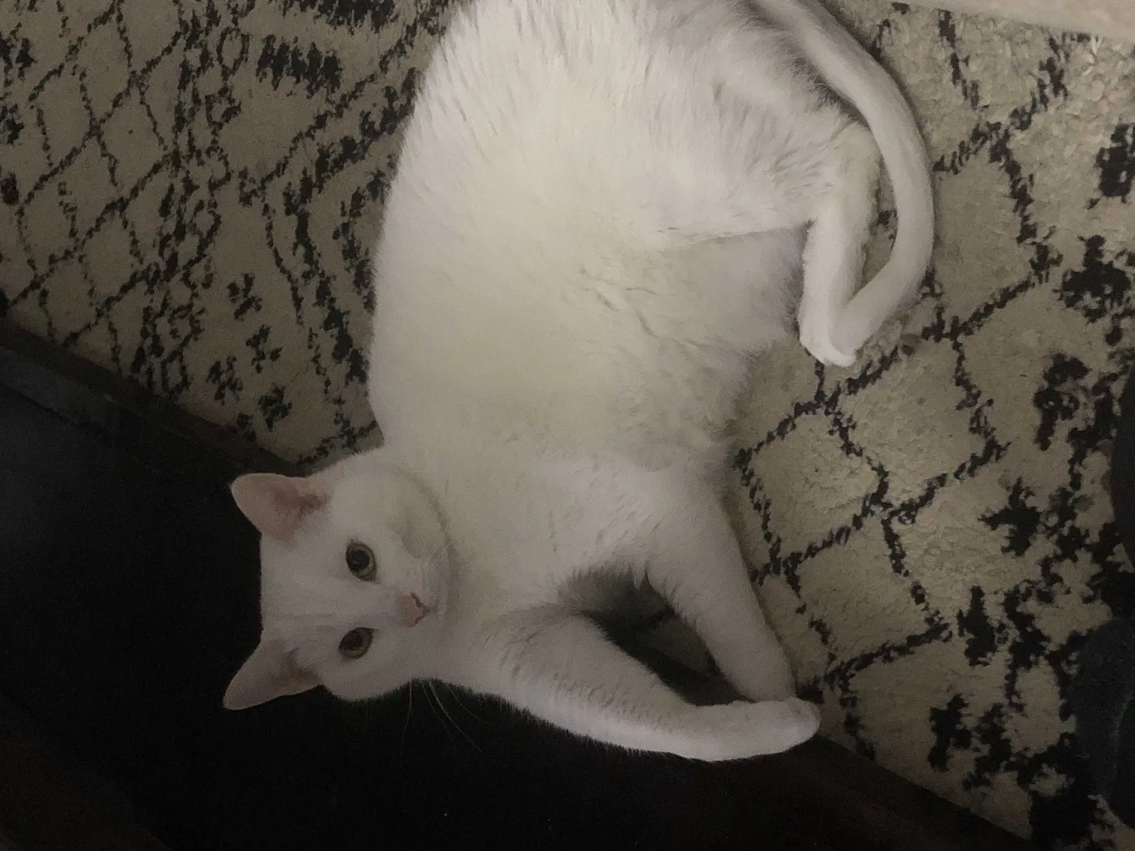 Lost cat in Clarksville, TN, 37040