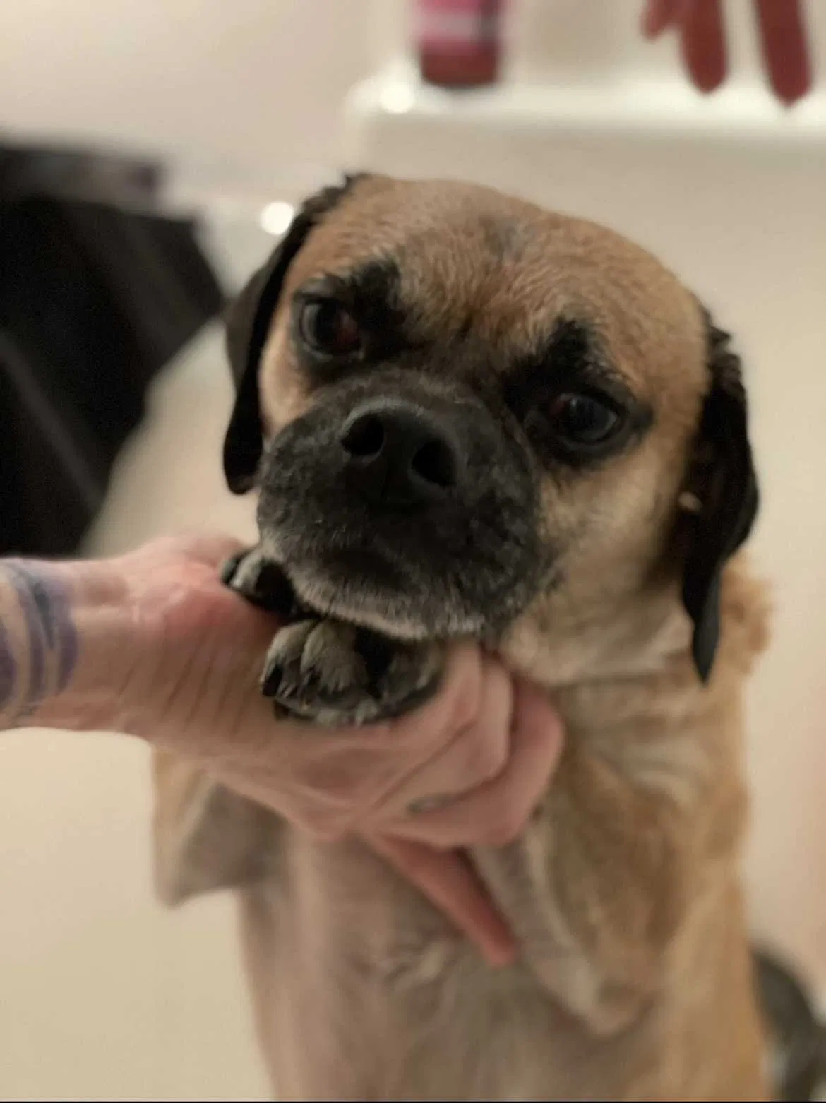 Lost dog in Denver, CO, 80212