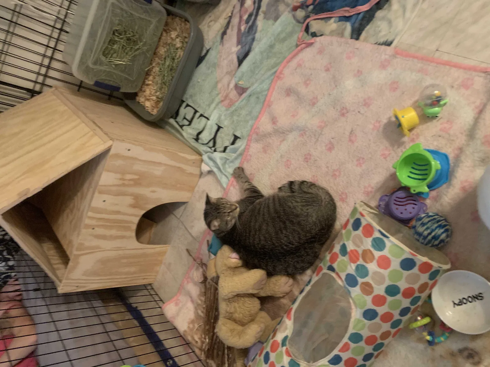 Lost cat in Reynoldsburg, OH, 43068