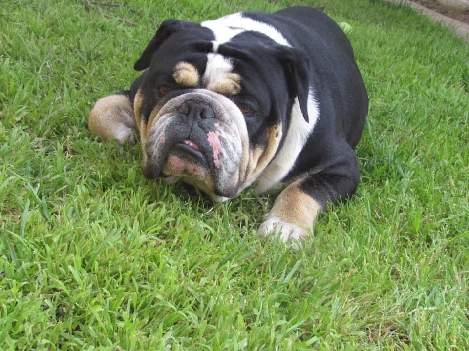 Lost dog in Los Angeles, CA, 90063