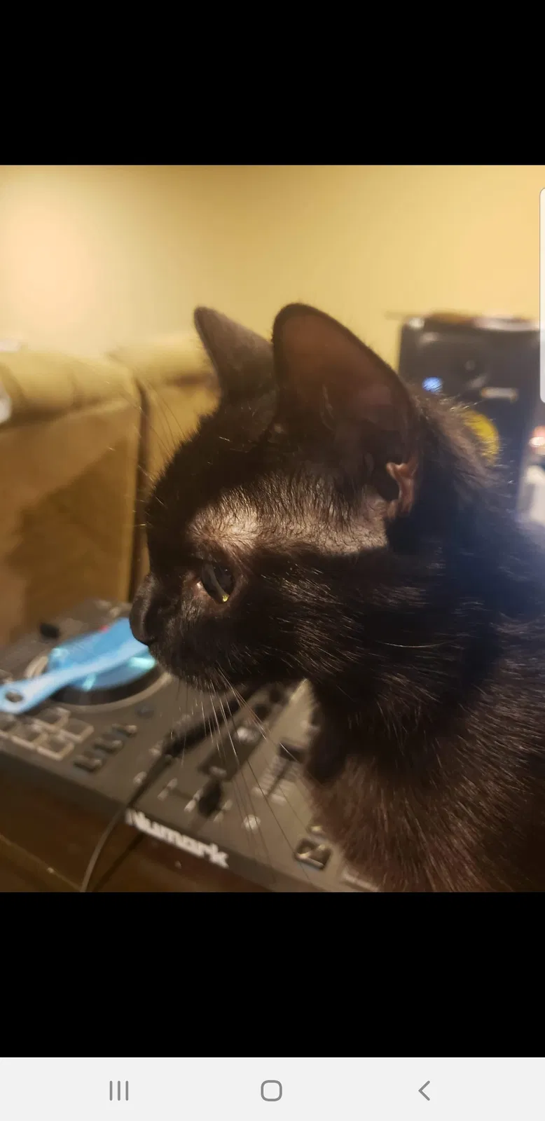 Lost cat in Xenia, OH, 45385