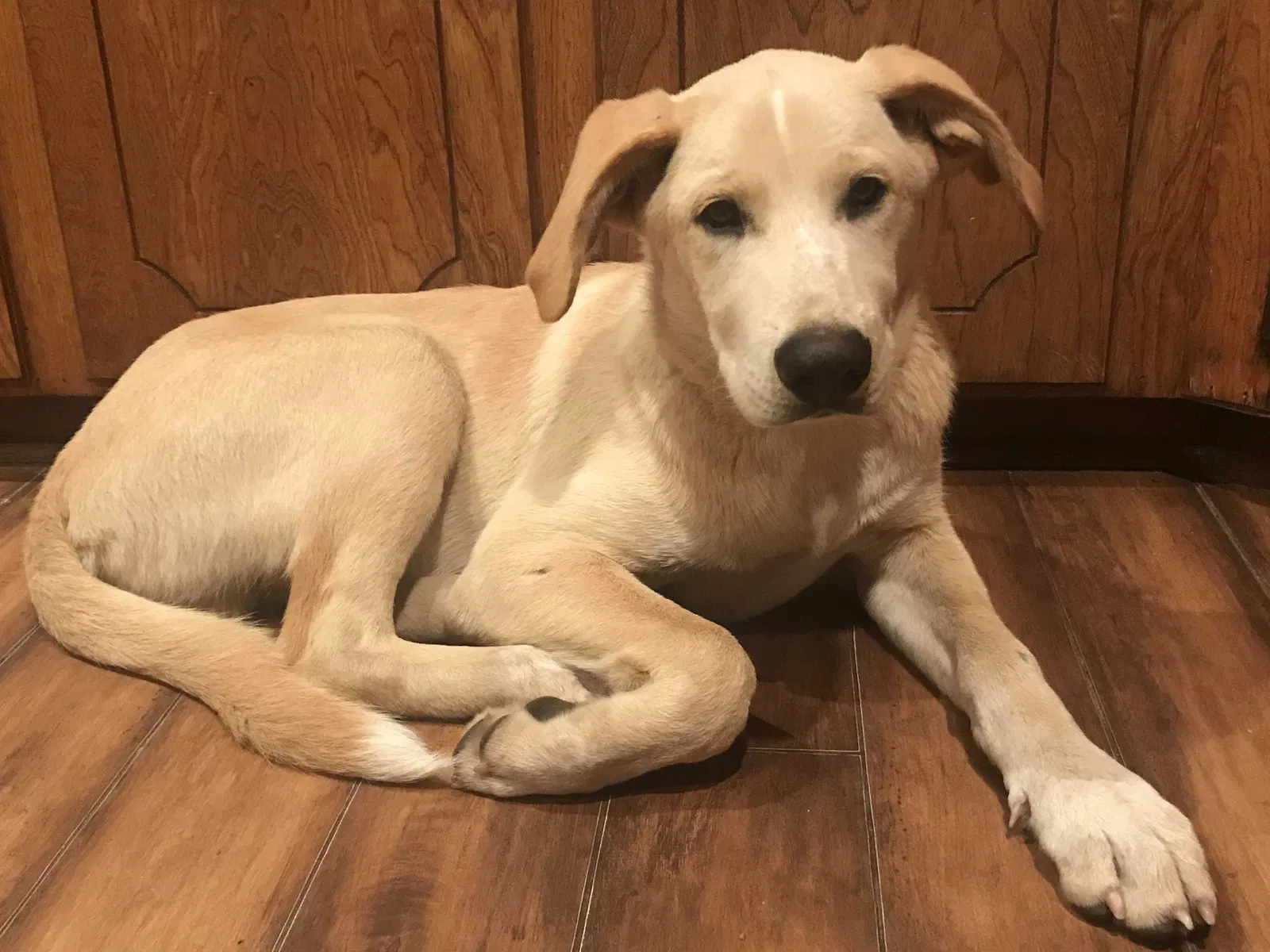 Lost dog in Palestine, TX, 75803