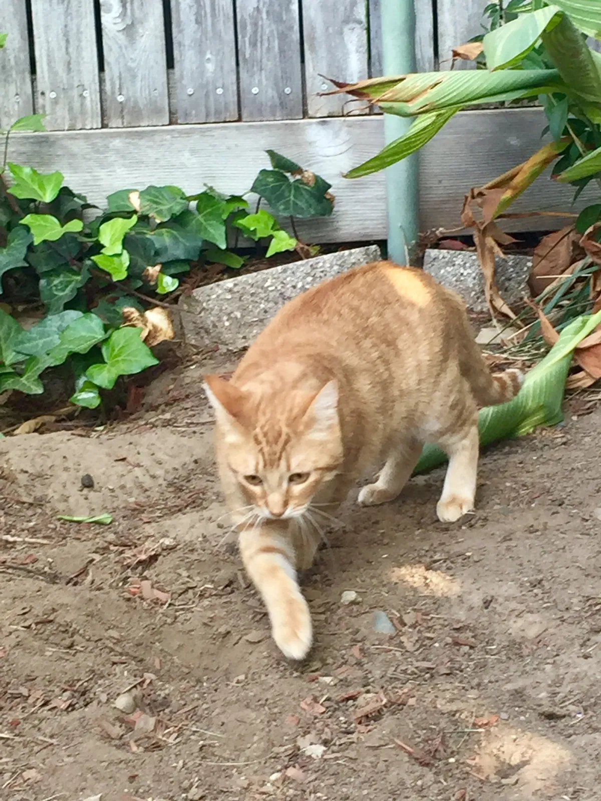 Lost cat in Citrus Heights, CA, 95610