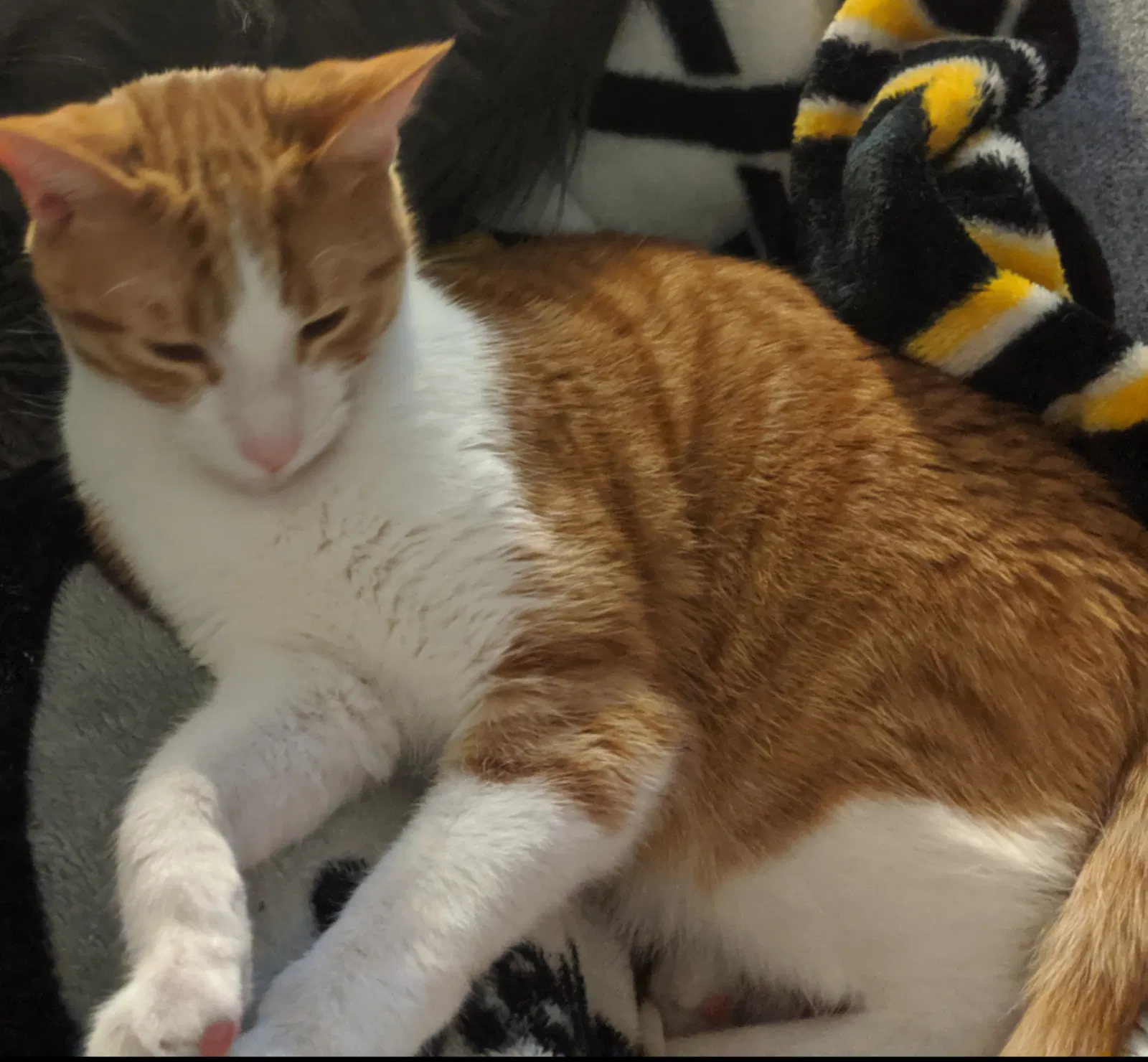 Lost cat in Daytona Beach, FL, 32119
