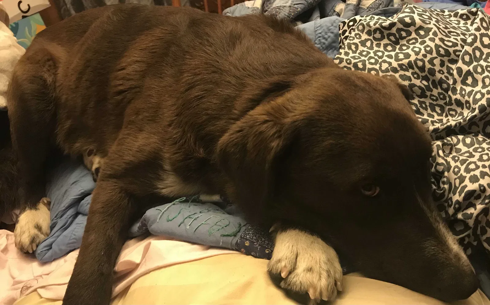 Lost dog in Palestine, TX, 75803