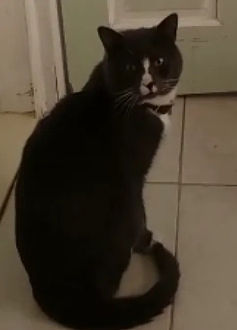 Lost cat in Corona, NY, 11368