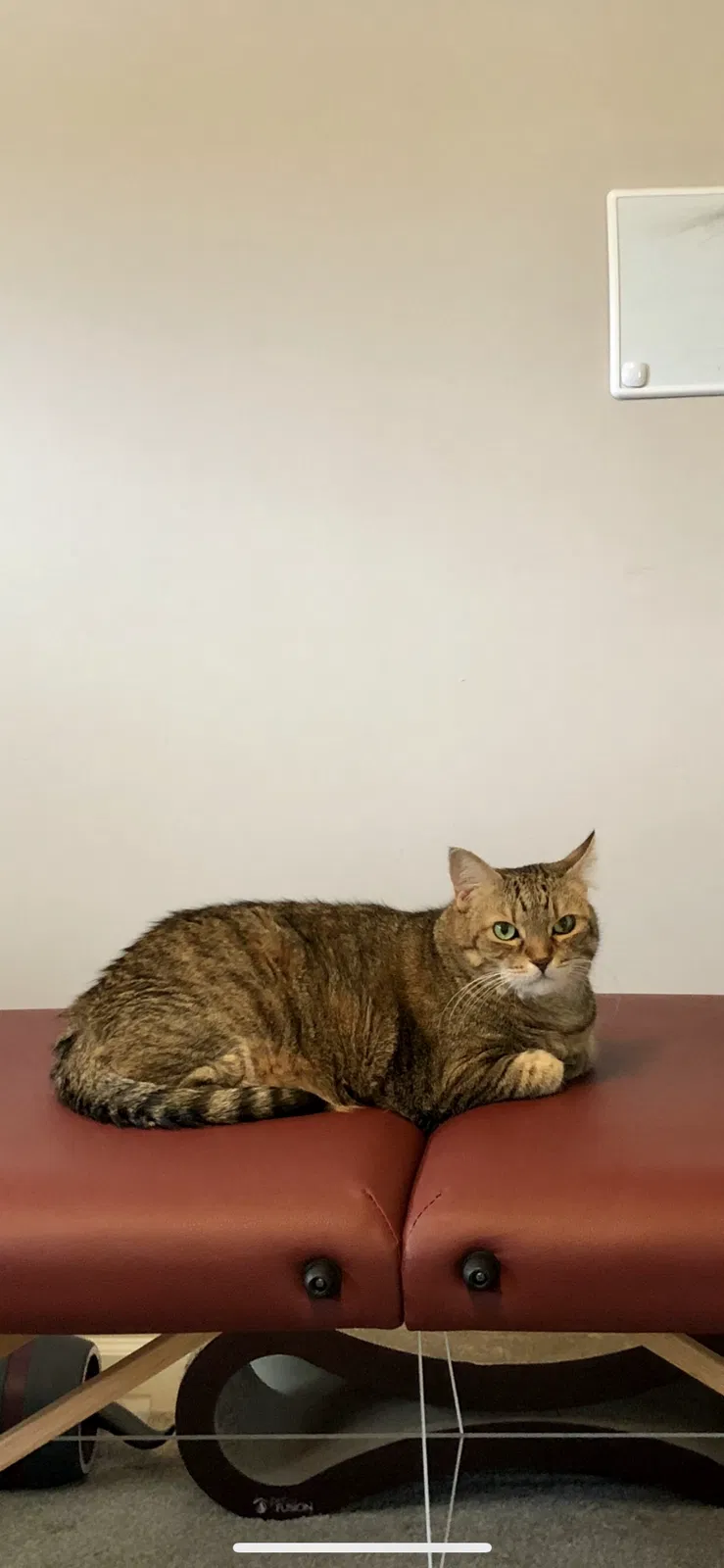 Lost cat in Pasadena, CA, 91101