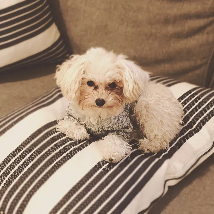 Lost dog in Redmond, OR, 97756