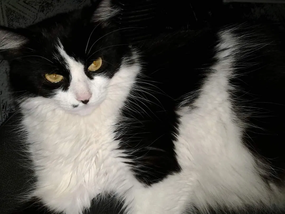 Lost cat in Baltimore, MD, 21224