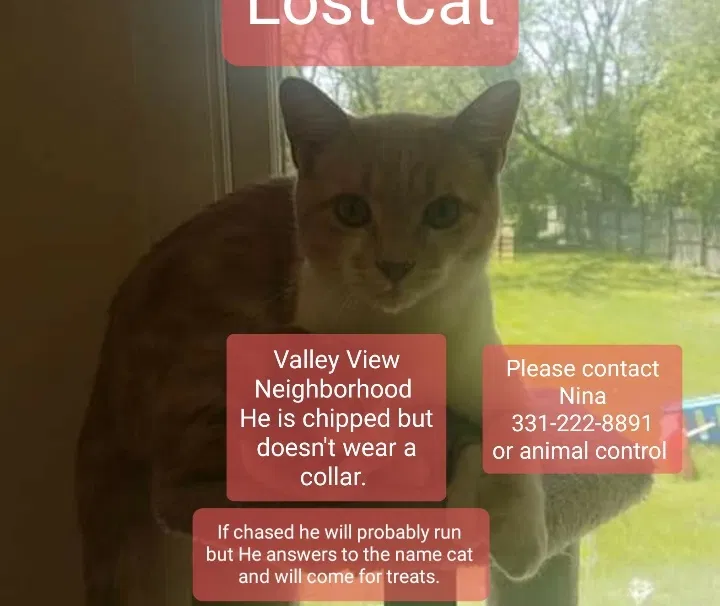 Lost cat in Saint Charles, IL, 60174
