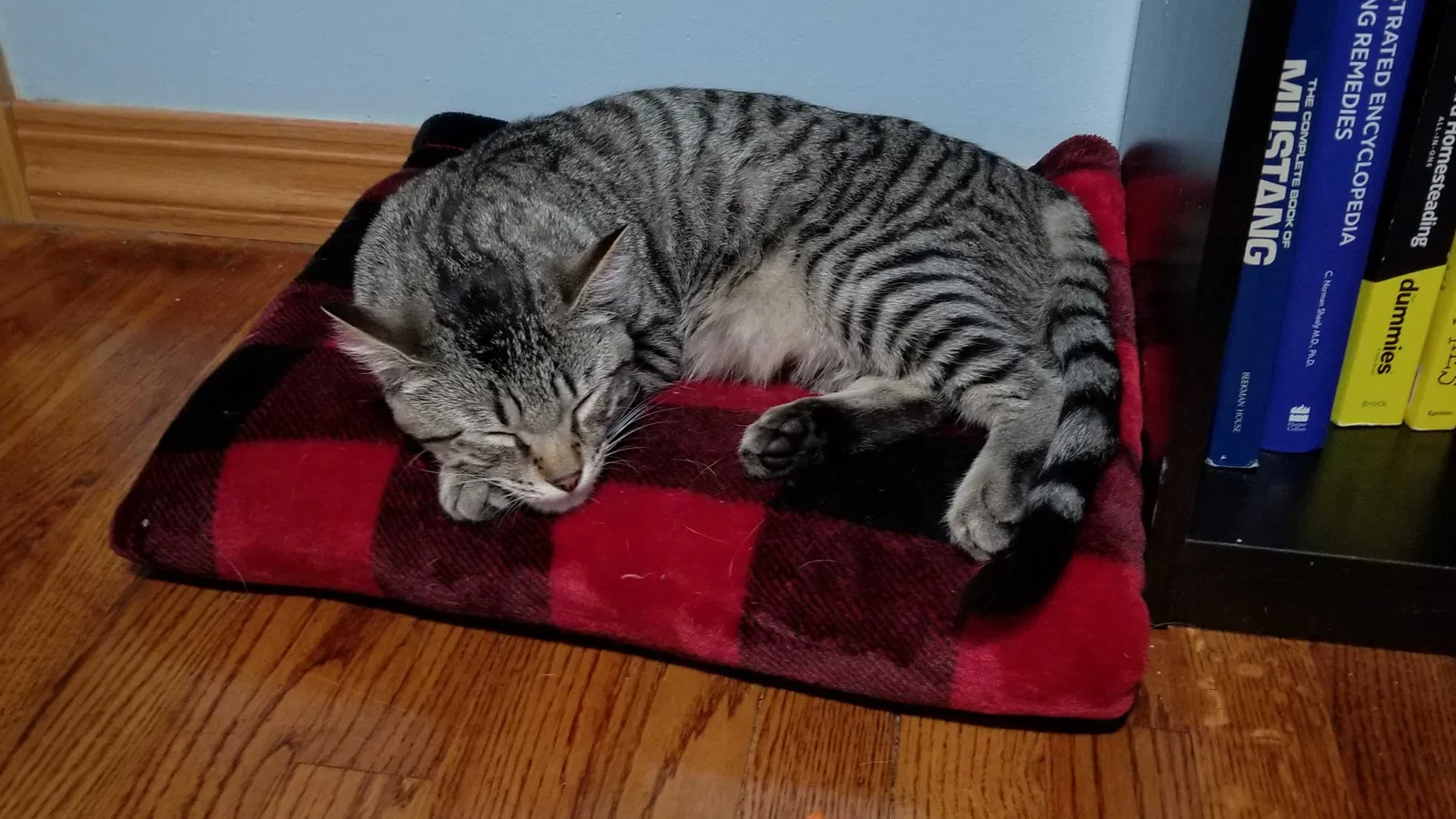 Lost cat in Auburn, MI, 48611