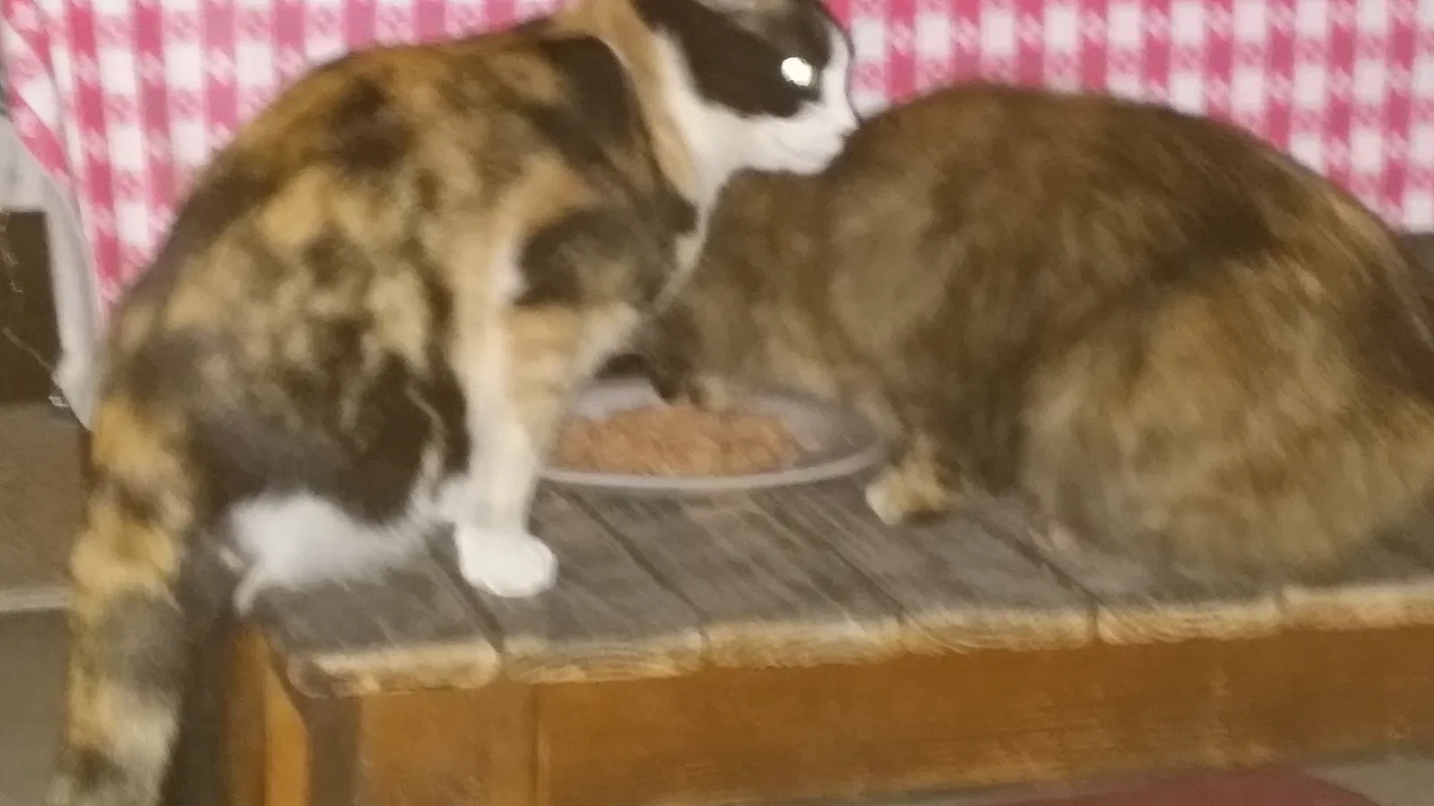Lost cat in Yuma, AZ, 85367