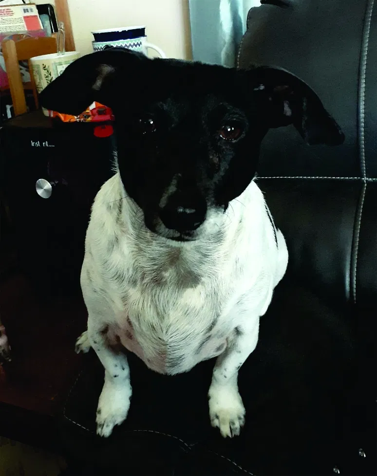 Lost dog in Ashland, VA, 23005