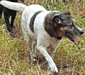 Lost dog in Orwell, OH, 44076