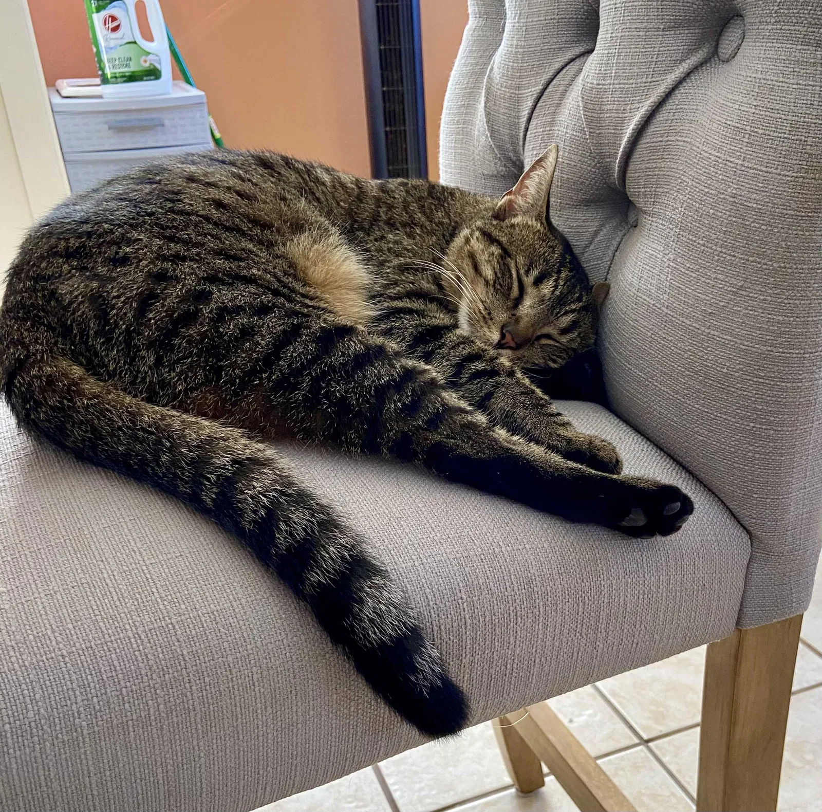 Lost cat in Makawao, HI, 96768