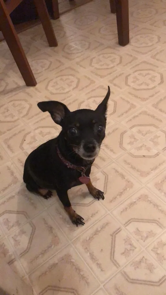 Lost dog in Deltona, FL, 32725
