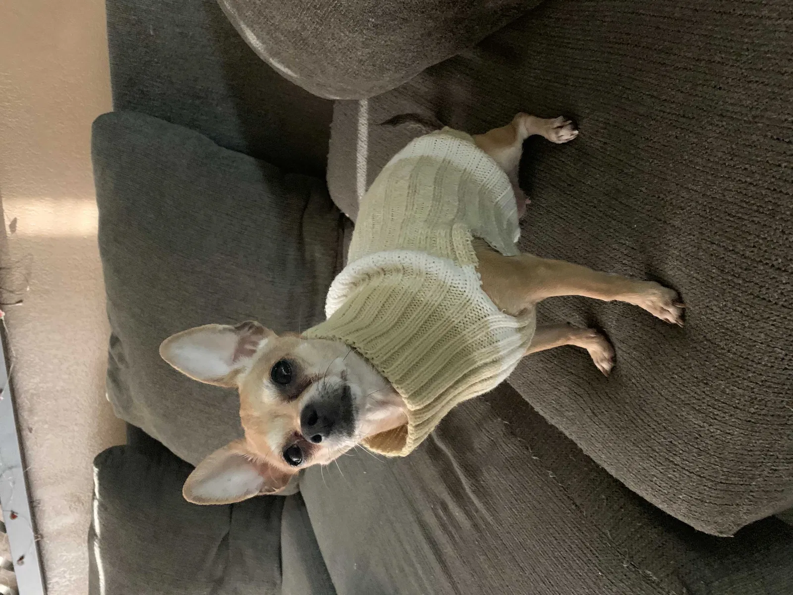 Lost dog in Oakland, CA, 94607