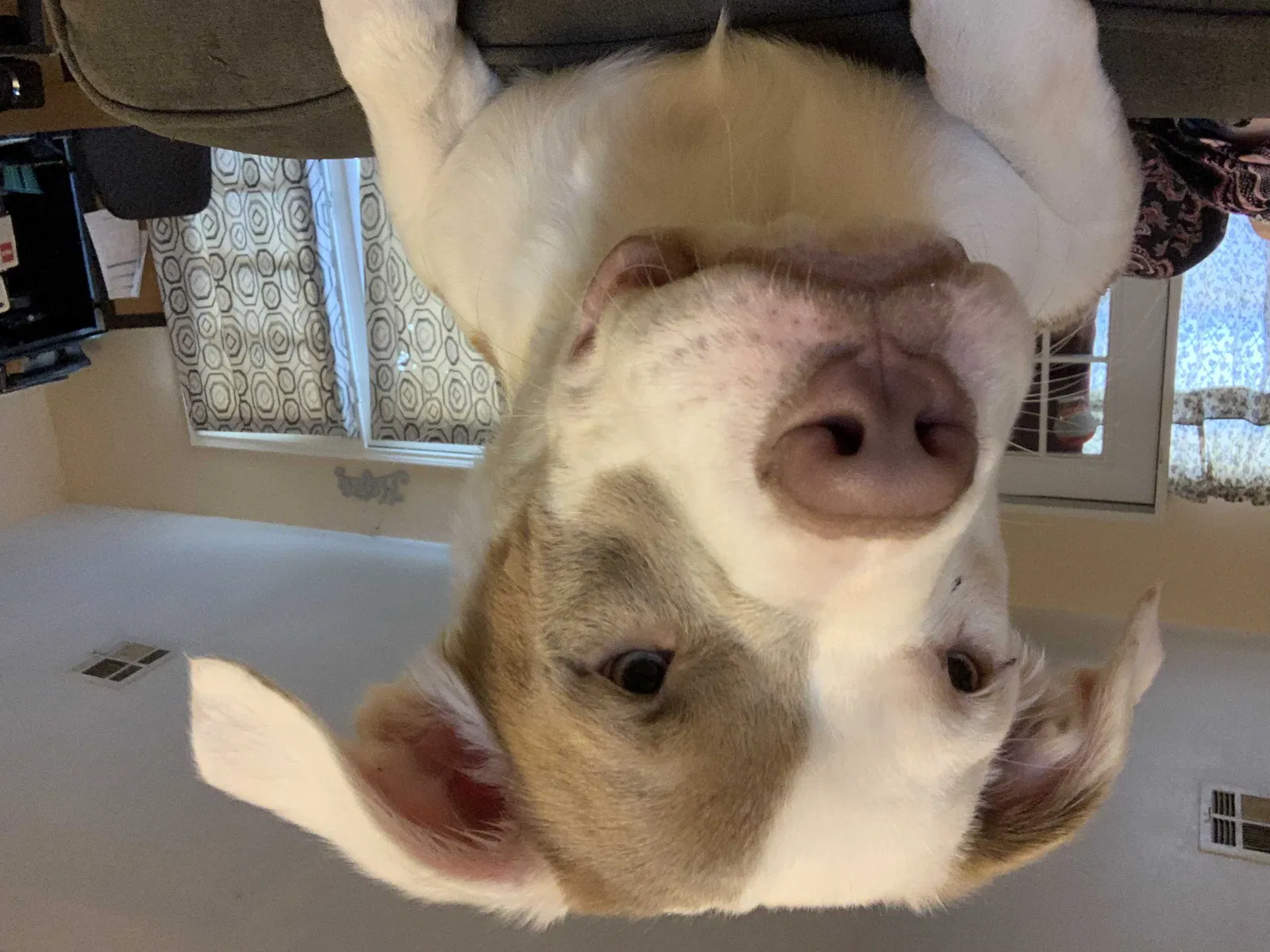 Lost dog in Lawton, OK, 73505