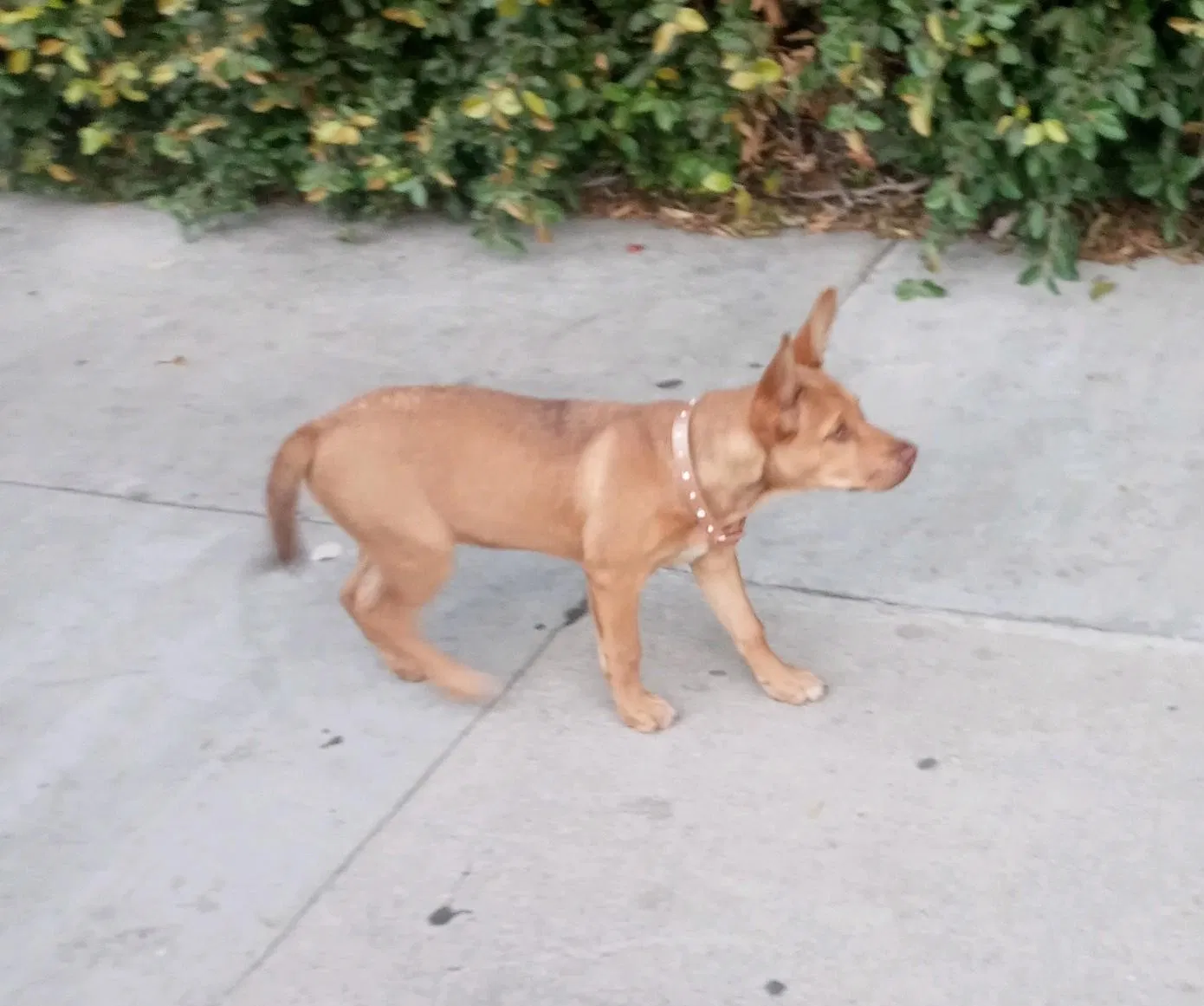 Lost dog in Van Nuys, CA, 91411