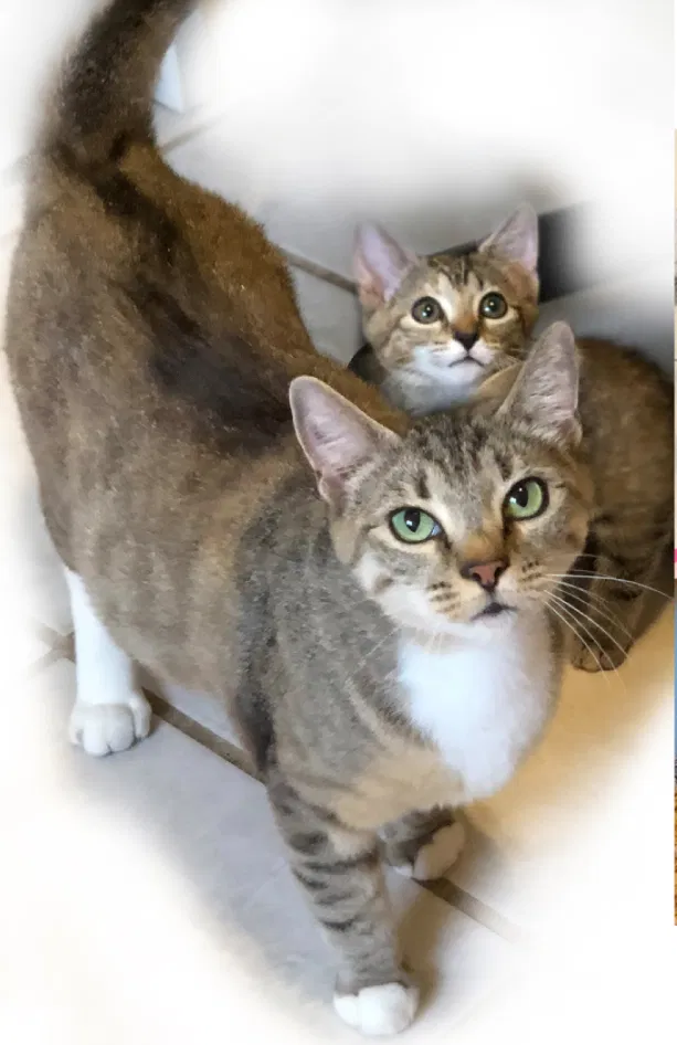 Lost cat in Oviedo, FL, 32765