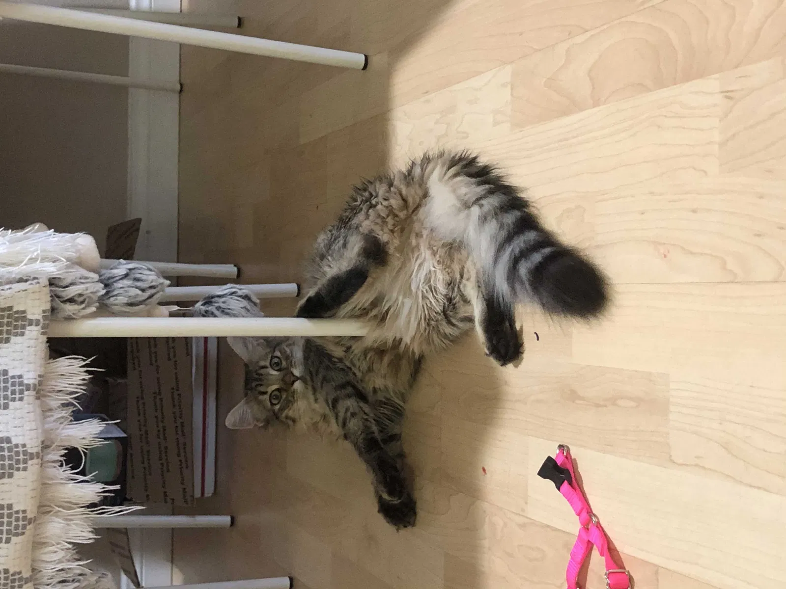 Lost cat in San Diego, CA, 92128