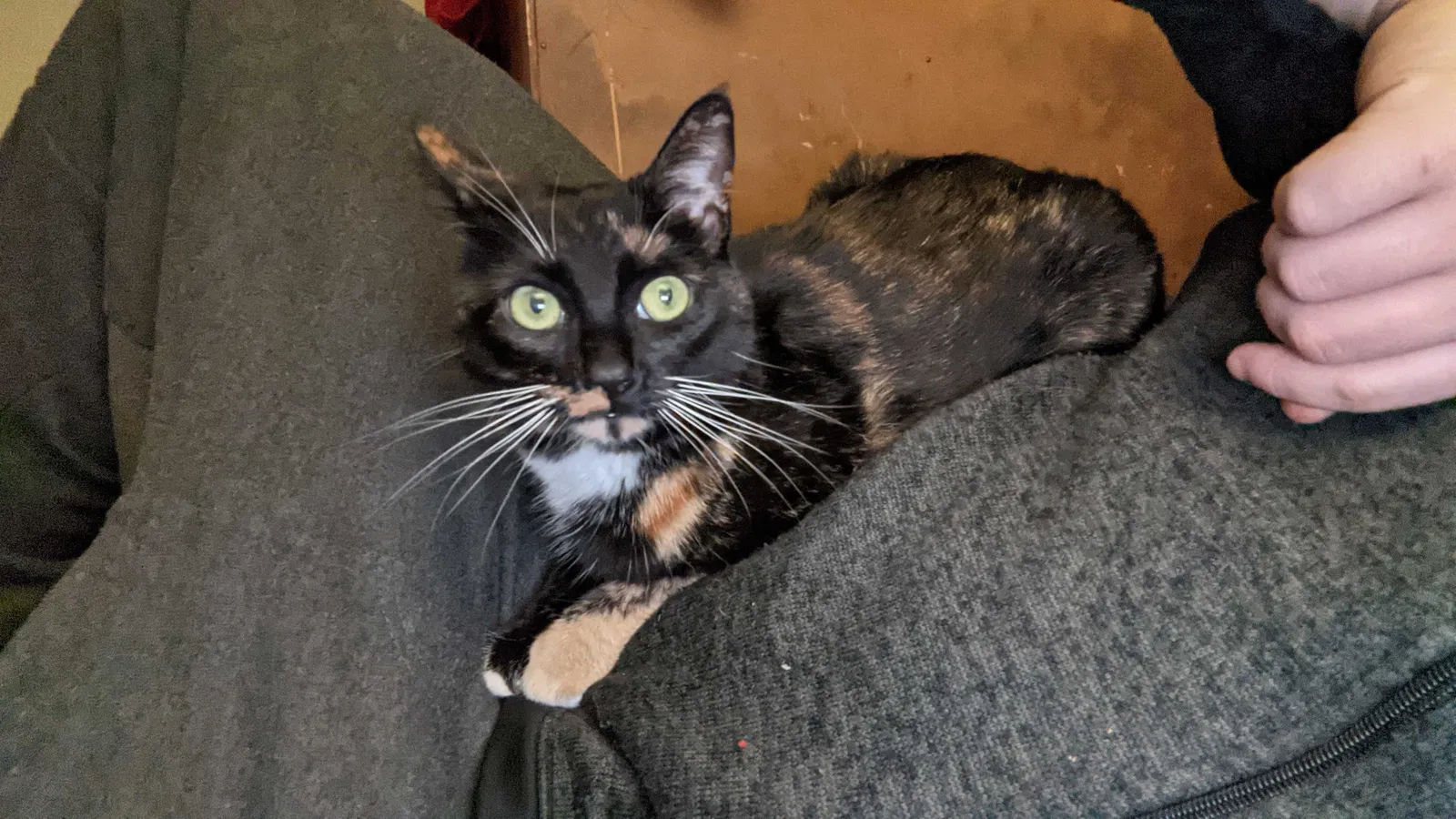 Lost cat in Gansevoort, NY, 12831