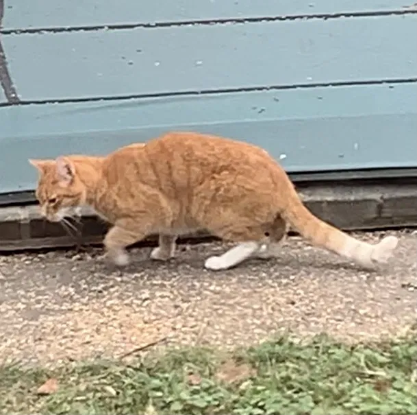 Found cat in Toms River, NJ, 8753