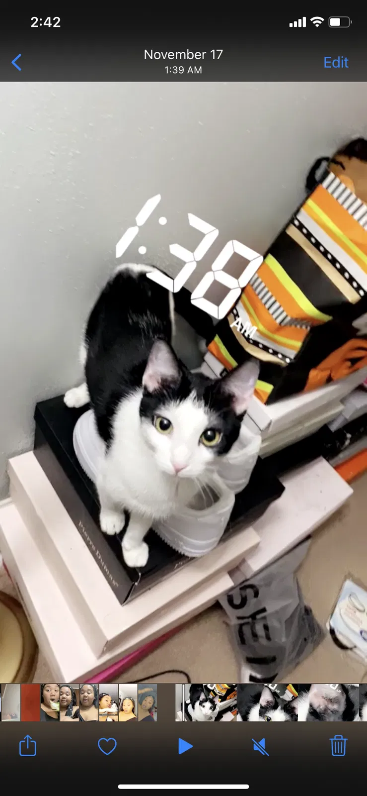Lost cat in Davenport, IA, 52803
