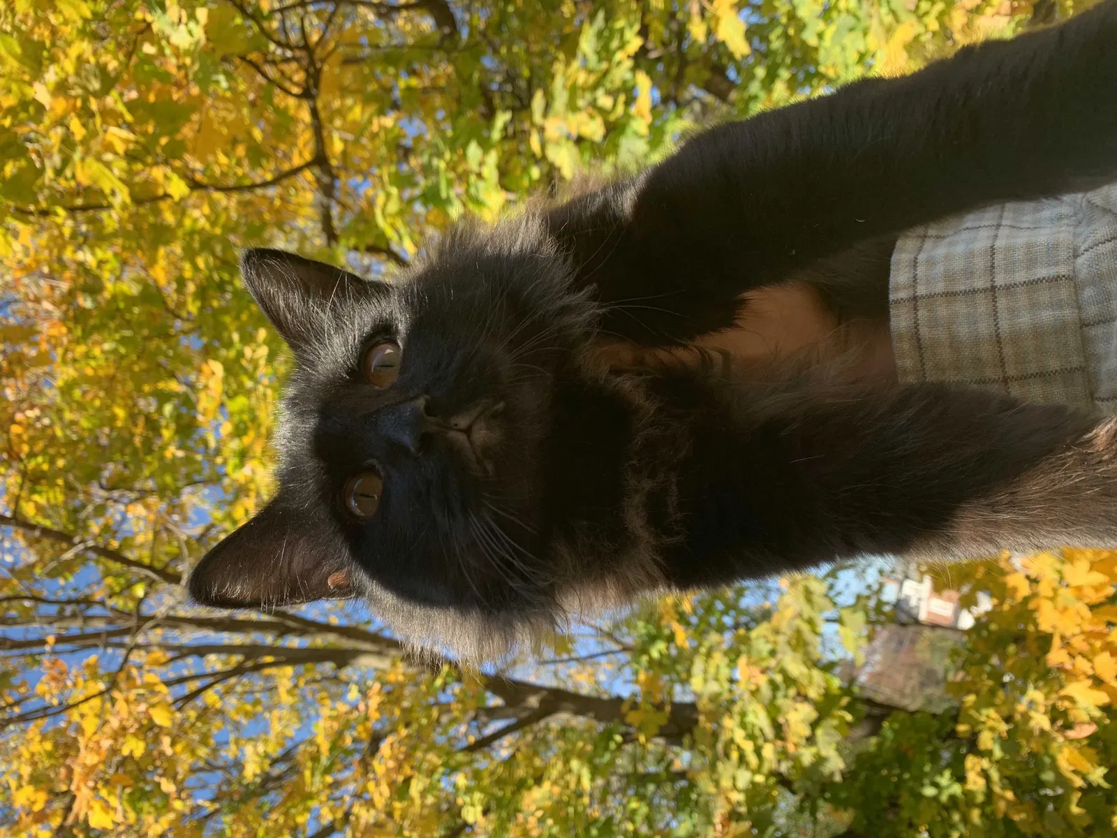 Lost cat in Norristown, PA, 19401