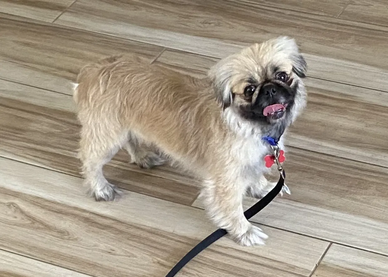 Lost dog in Port Saint Lucie, FL, 34952