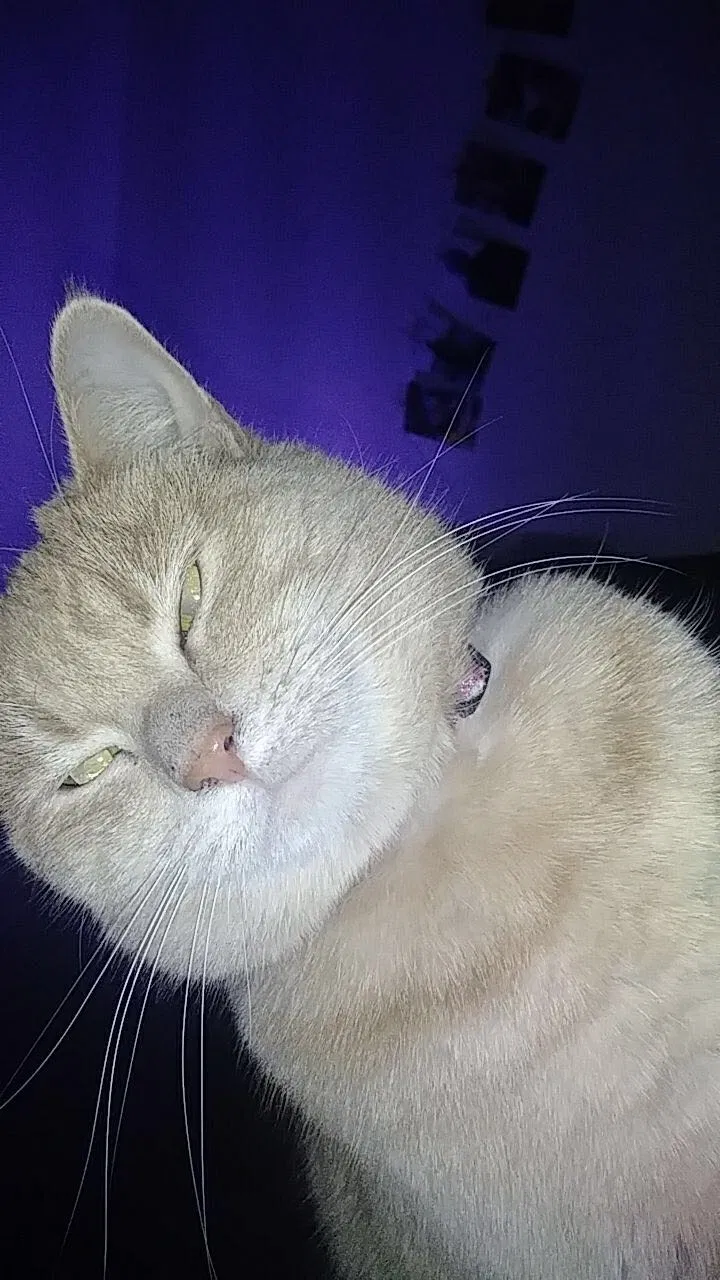 Lost cat in Cincinnati, OH, 45237