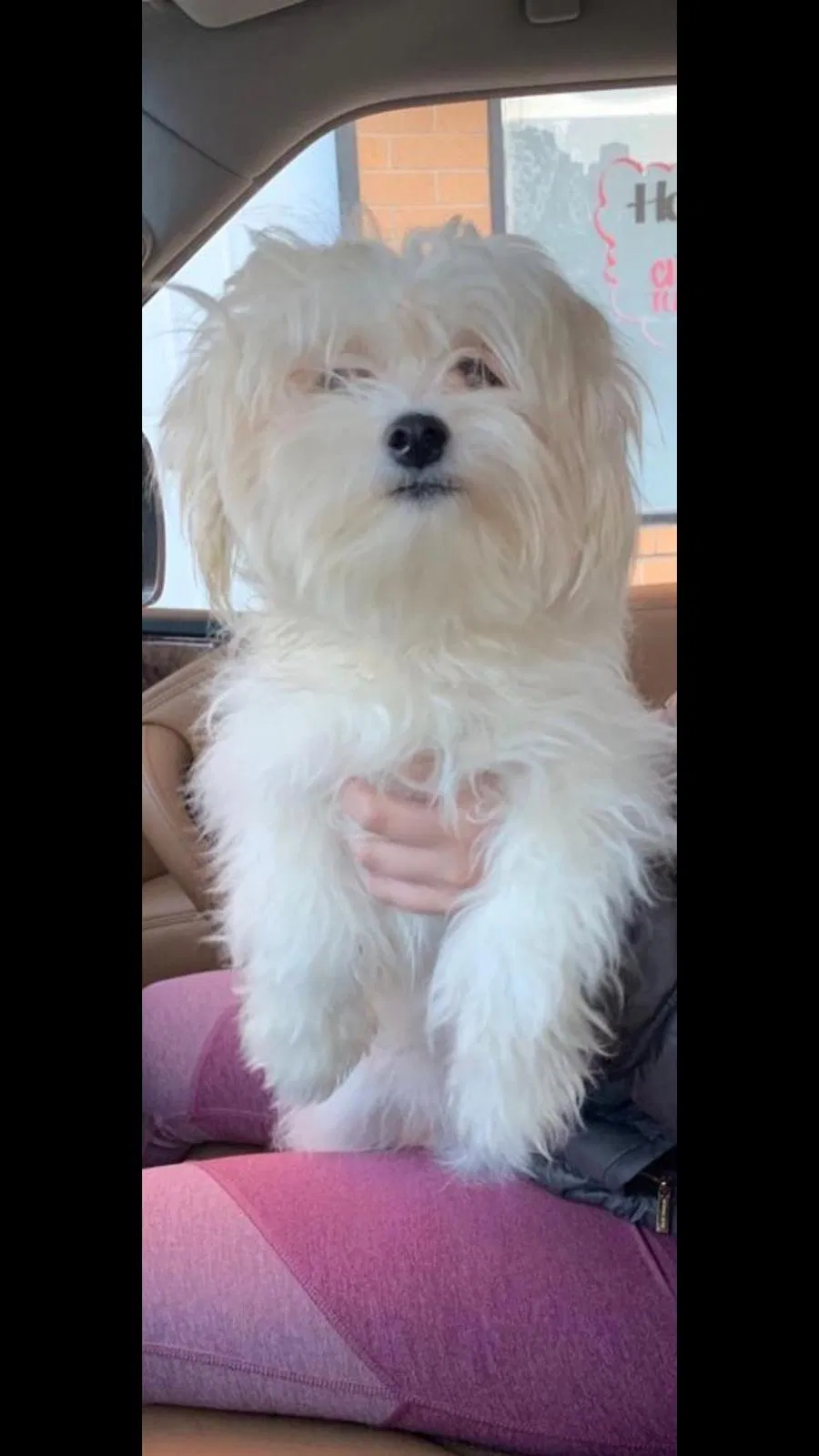 Lost dog in Harvey, IL, 60426
