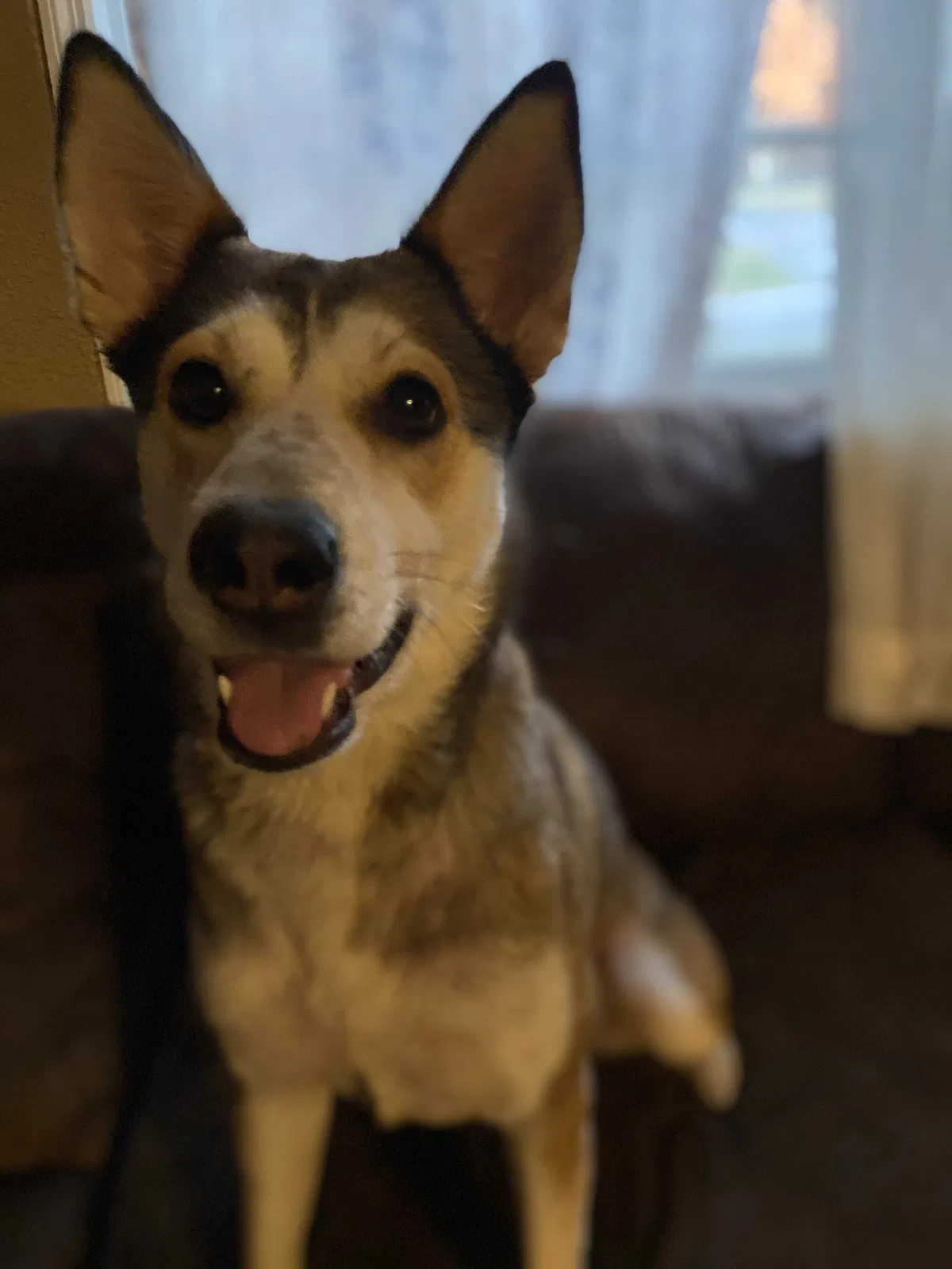 Lost dog in Salem, VA, 24153