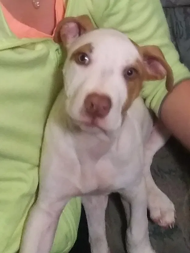Lost dog in Pickens, SC, 29671