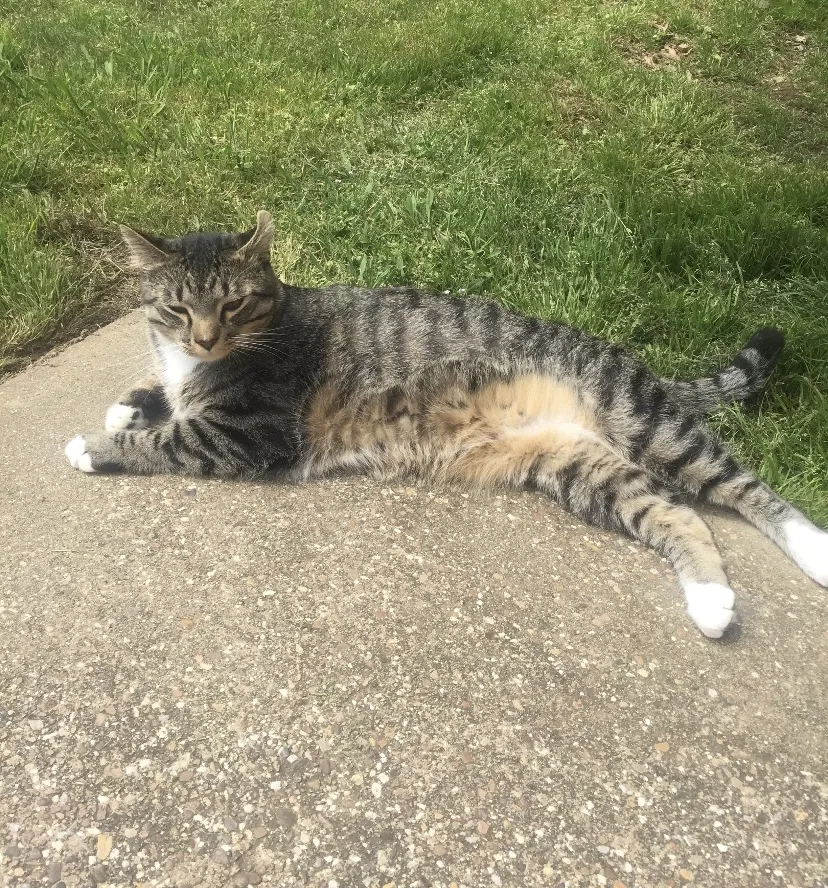 Lost cat in Plano, TX, 75024