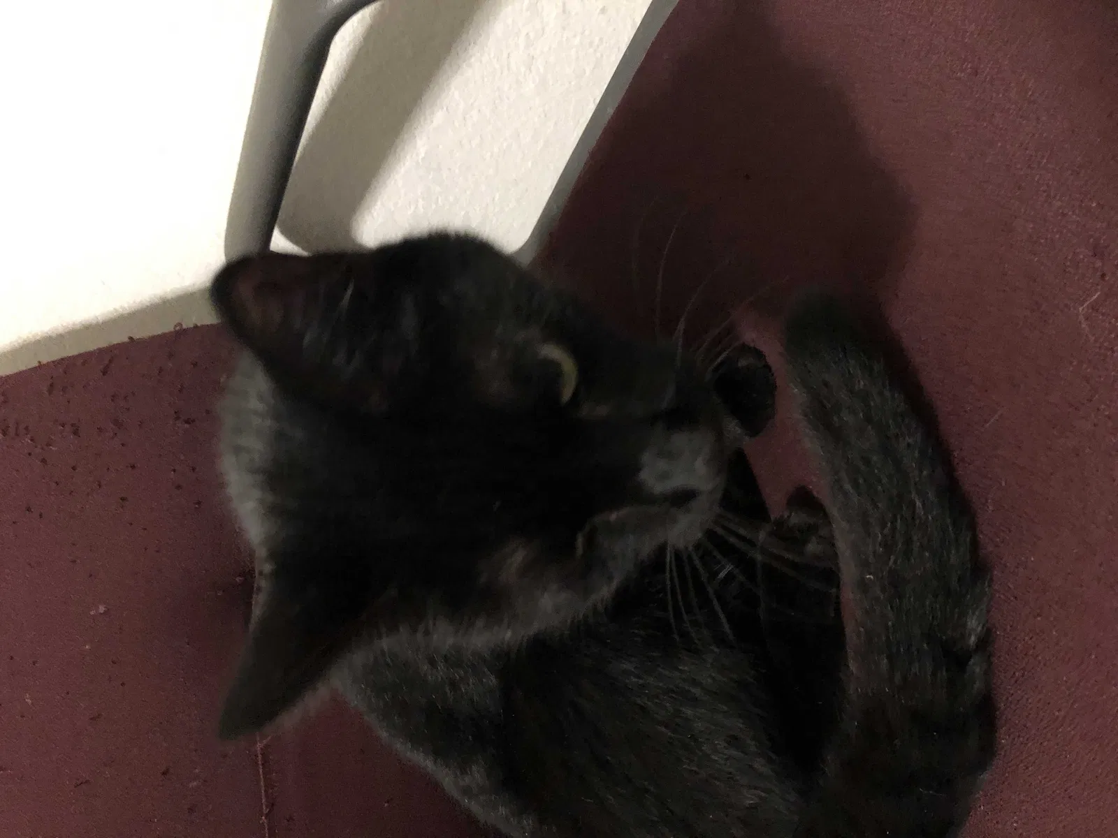 Found cat in Richmond, TX, 77469