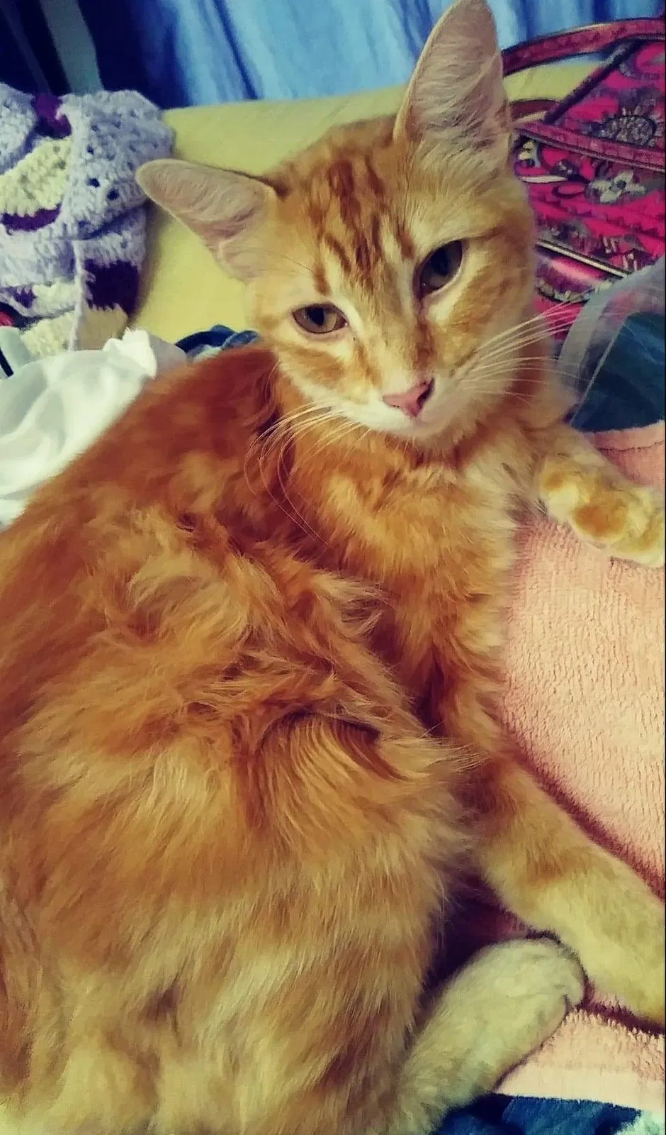 Lost cat in San Antonio, TX, 78247