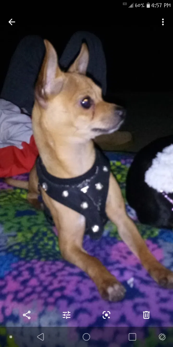 Lost dog in Evansville, IN, 47714