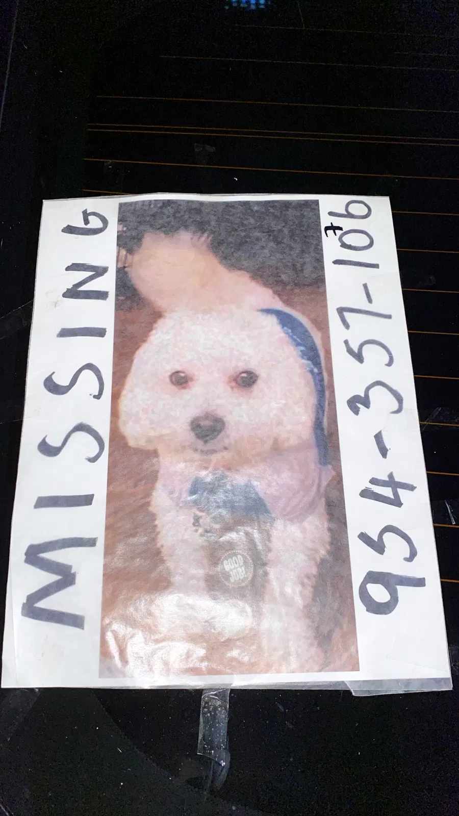 Lost dog in Fort Lauderdale, FL, 33319