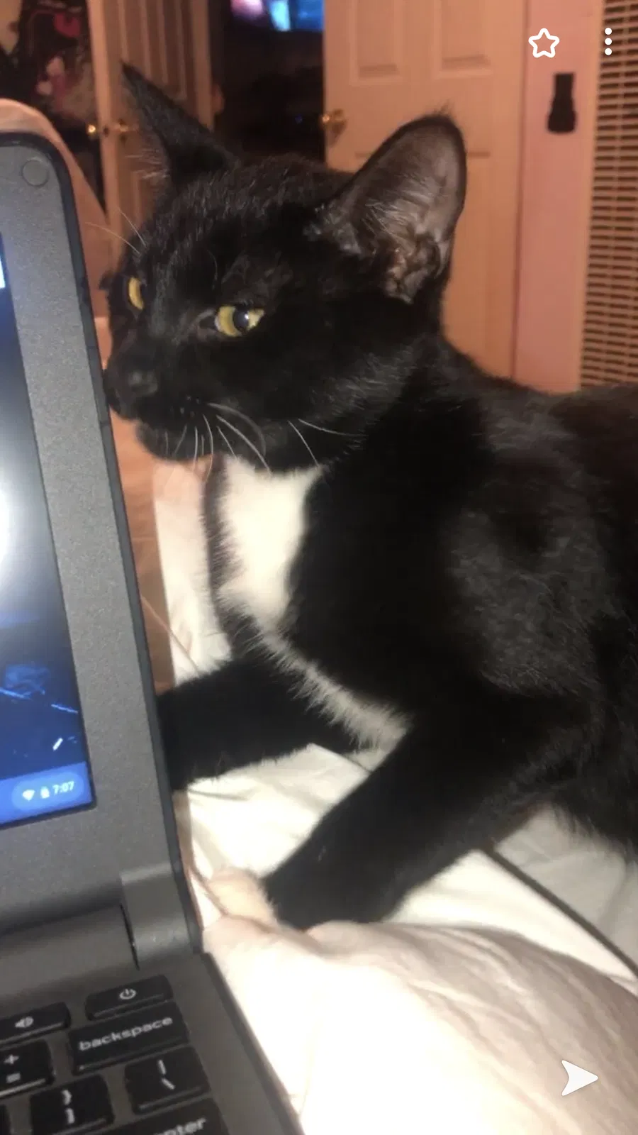 Lost cat in Long Beach, CA, 90810