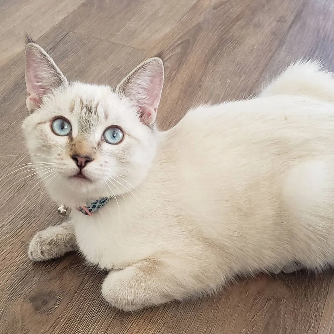 Lost cat in Beaumont, CA, 92223