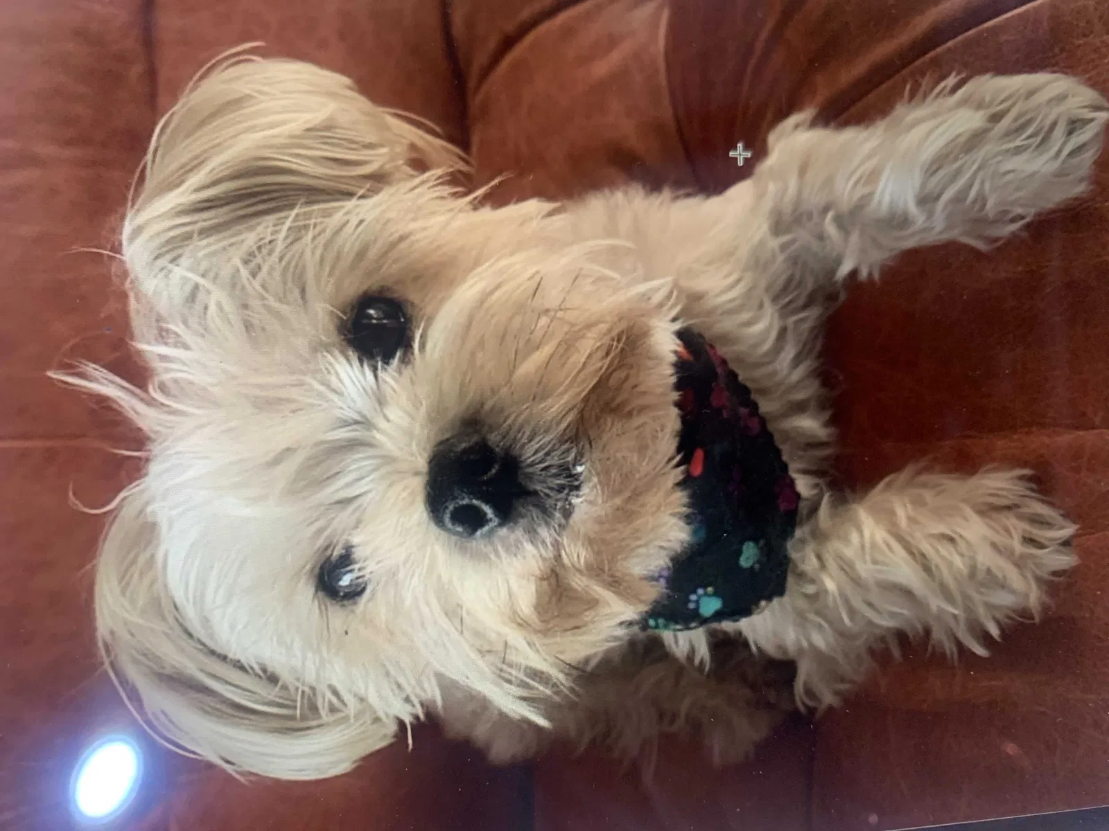 Lost dog in Lakewood, CA, 90712