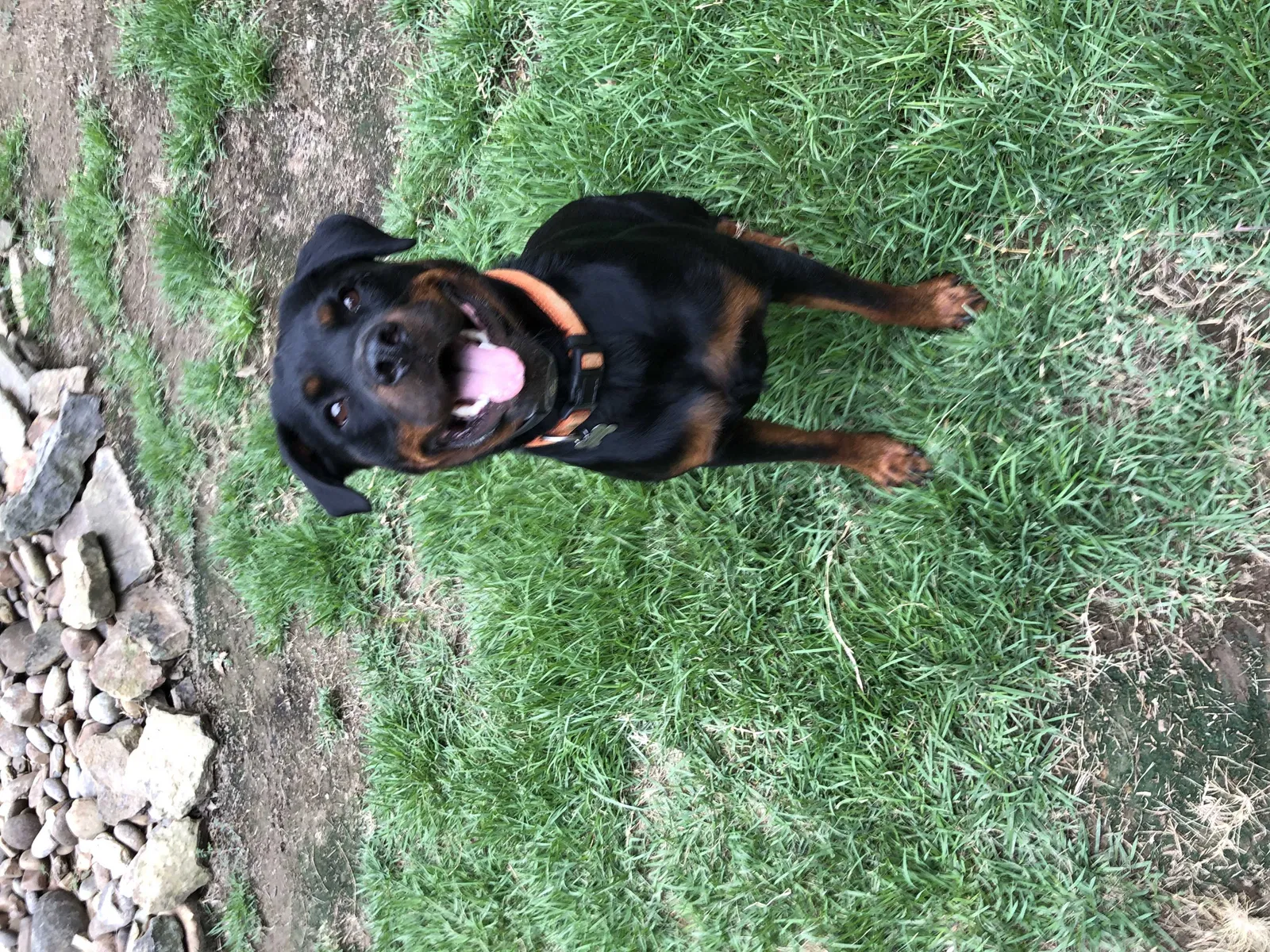Lost dog in Eads, TN, 38028