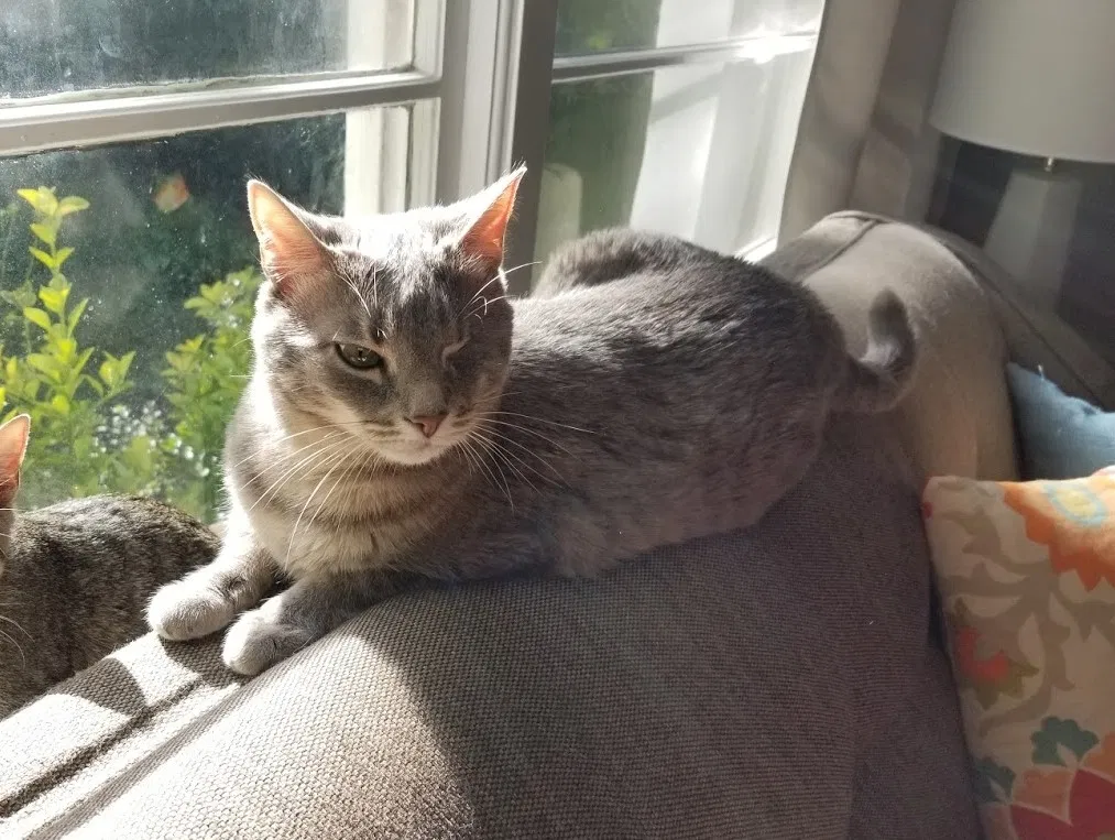 Lost cat in Atlanta, GA, 30306